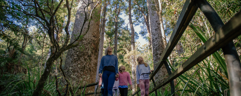 5 reasons the Northland Journey, the Ancient Kauri Trail, is perfect for tree lovers 